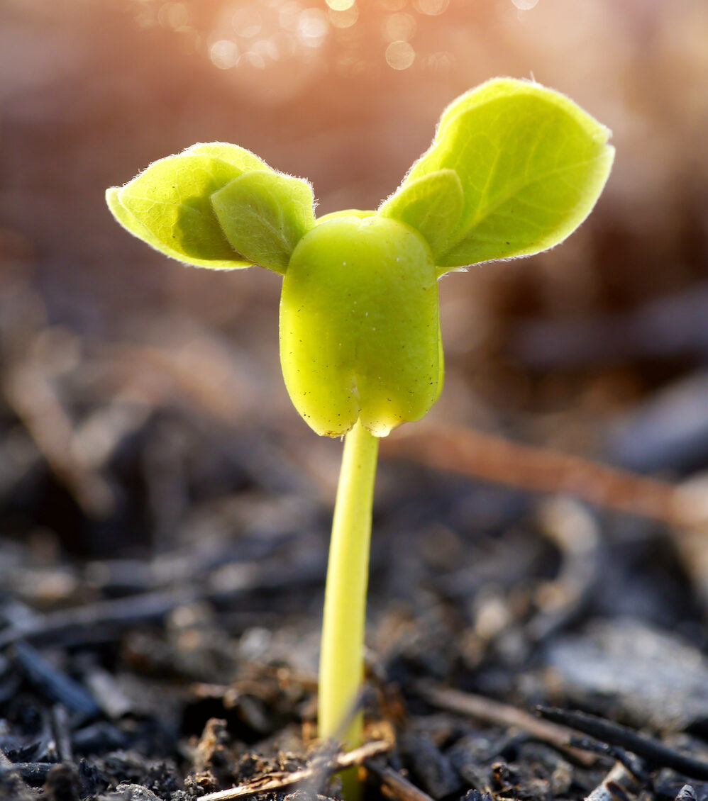 green-sprout-growing-from-seed-2025-10-30-21-16-44-utc