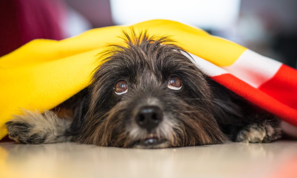 Chien regard inquiet. Illustration de la réponse naturelle à la peur. A quoi sert la peur