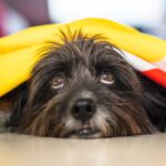 A quoi sert la peur et quand consulter ?